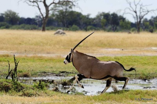 gemsbok