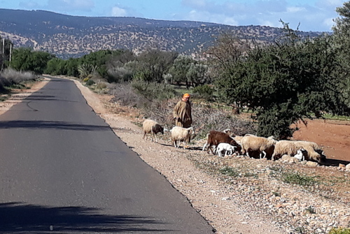  Des moutons disciplinés qui ne traversent pas....