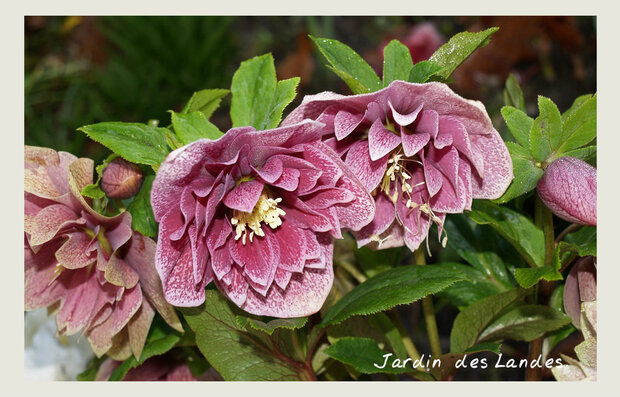 le jardin en Mars 2019.