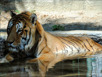 Photo de Tigres d' Asie du Zoo de la Palmyre