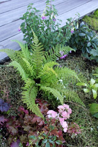 Polystichum setiferum