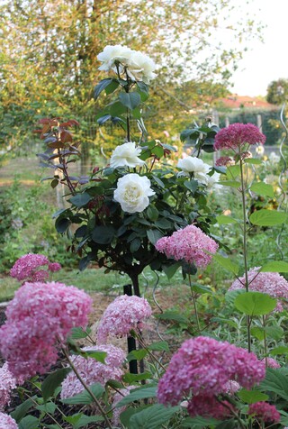 Hydrangea arborescens Pink Annabelle, rosiers 'Mme Antoine Meilland' et 'Jeanne Moreau' de Meilland