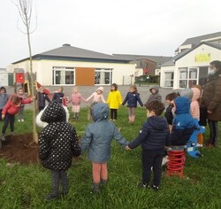 Deux arbres plantés sur la cour de l'école