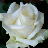 rose blanche - jaja5