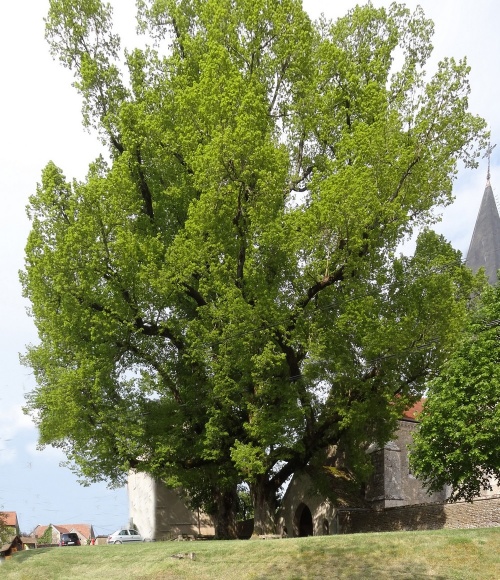 Arbres remarquables