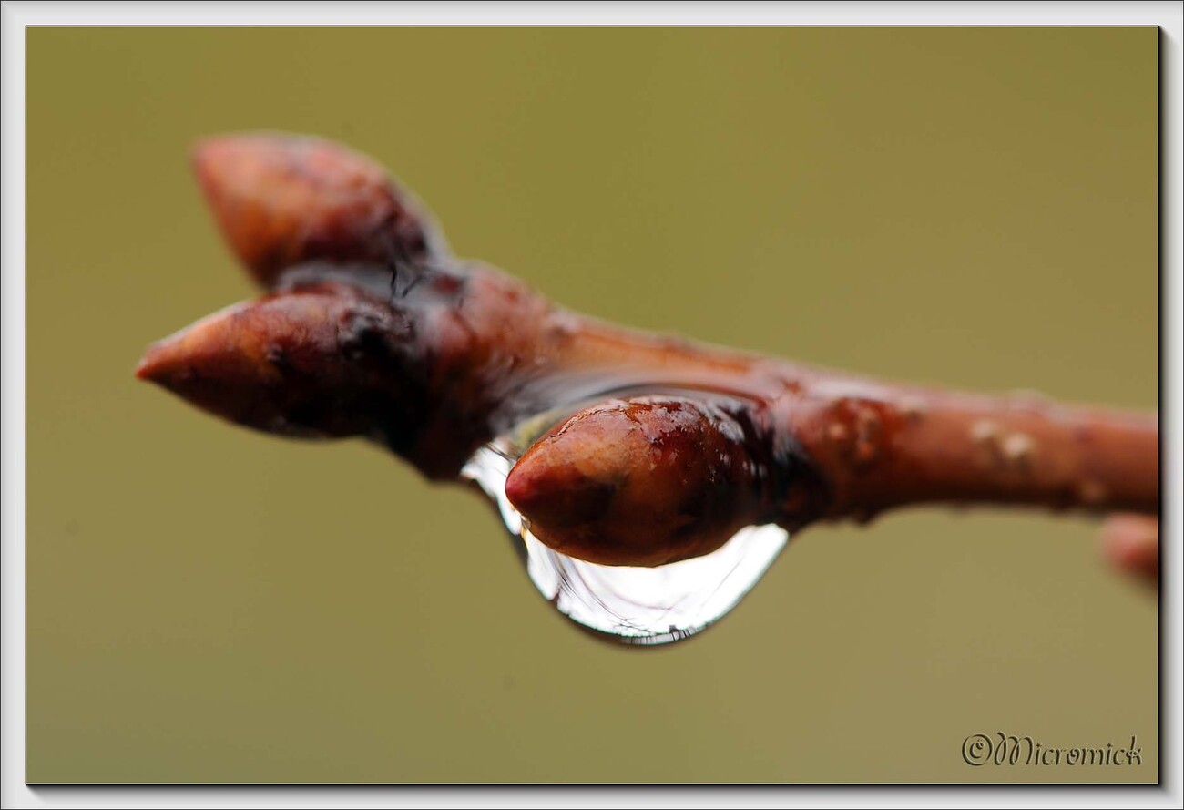 Cerisier en bourgeons.