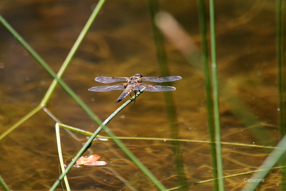 Demoiselles et libellules...