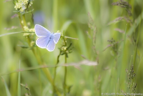 Bleu, bleu, bleu papillon bleu !!!!