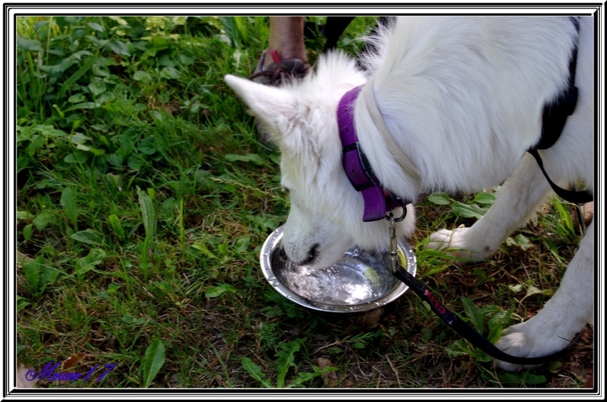 Cani marche du dimanche 04 août 2013