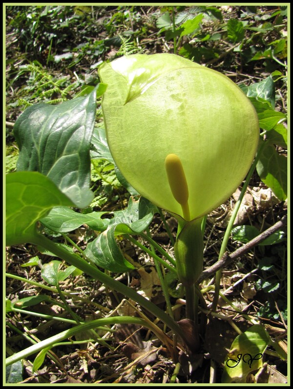 Arum d'Italie.