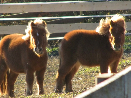 Des poneys