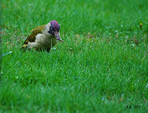 Un pic vert sur l'herbe!