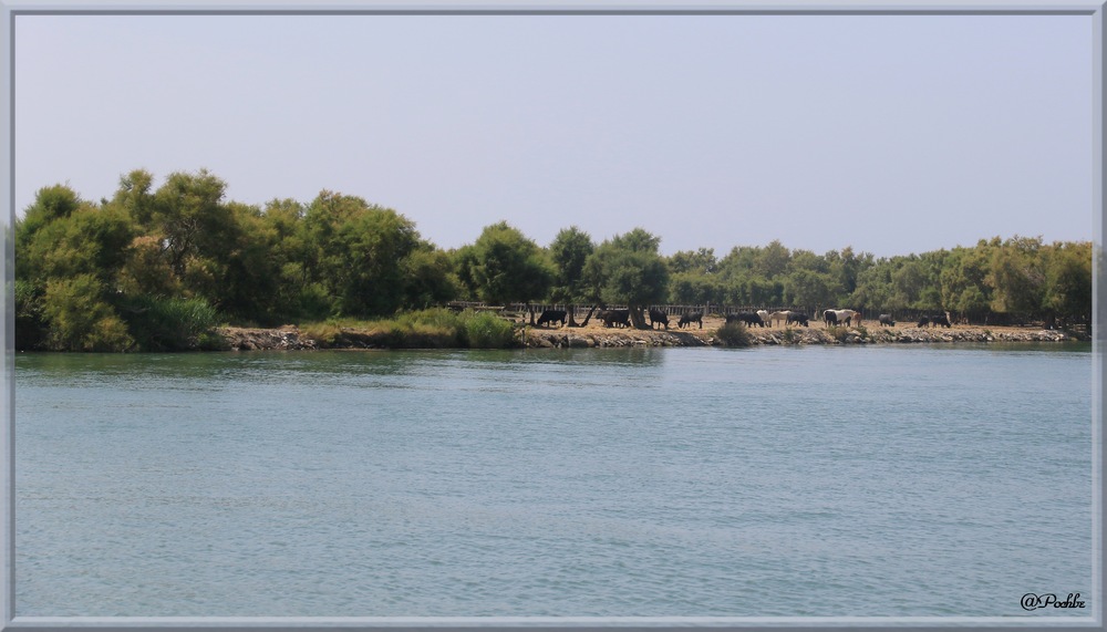 Croisière sur  le  petit Rhône !