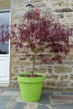 acer palmatum 'enkan'