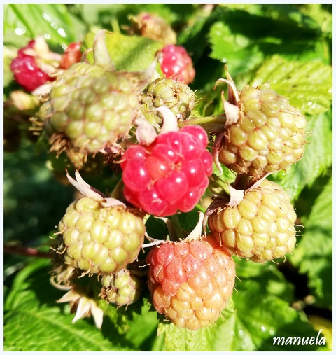 Les fleurs de mon jardin