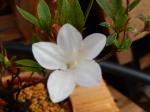 Identification par les fleurs !