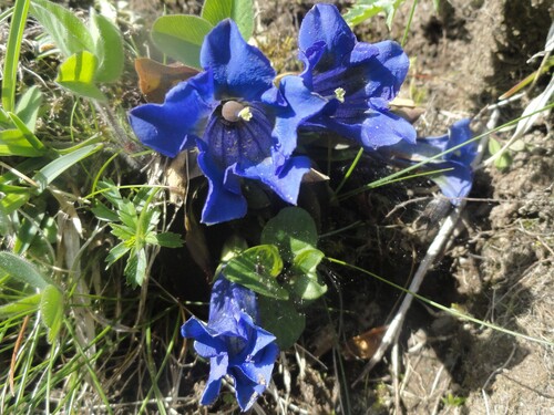 Fleurs bleues