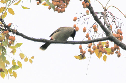 Bulbul cul-d'or (Sooty-headed Bulbul)