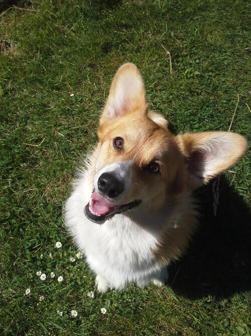 Loleen, welsh corgi pembroke de 10 mois