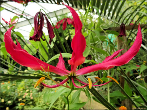 Photo de Gloriosa (Ile aux papillons-Noirmoutier)