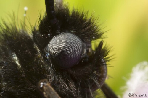  zygène de l'orobe (zygaena osterodensis) 