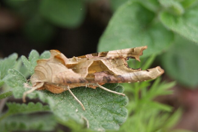 Papillon nocturne la Craintive ou la Méticuleuse ( Phlogophora meticulosa)