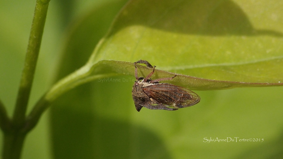 Le Centrote cornu (Centrotus cornutus), appelé aussi demi-diable ou cigale épineuse