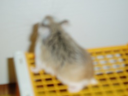 Etoile, mon hamster !♥