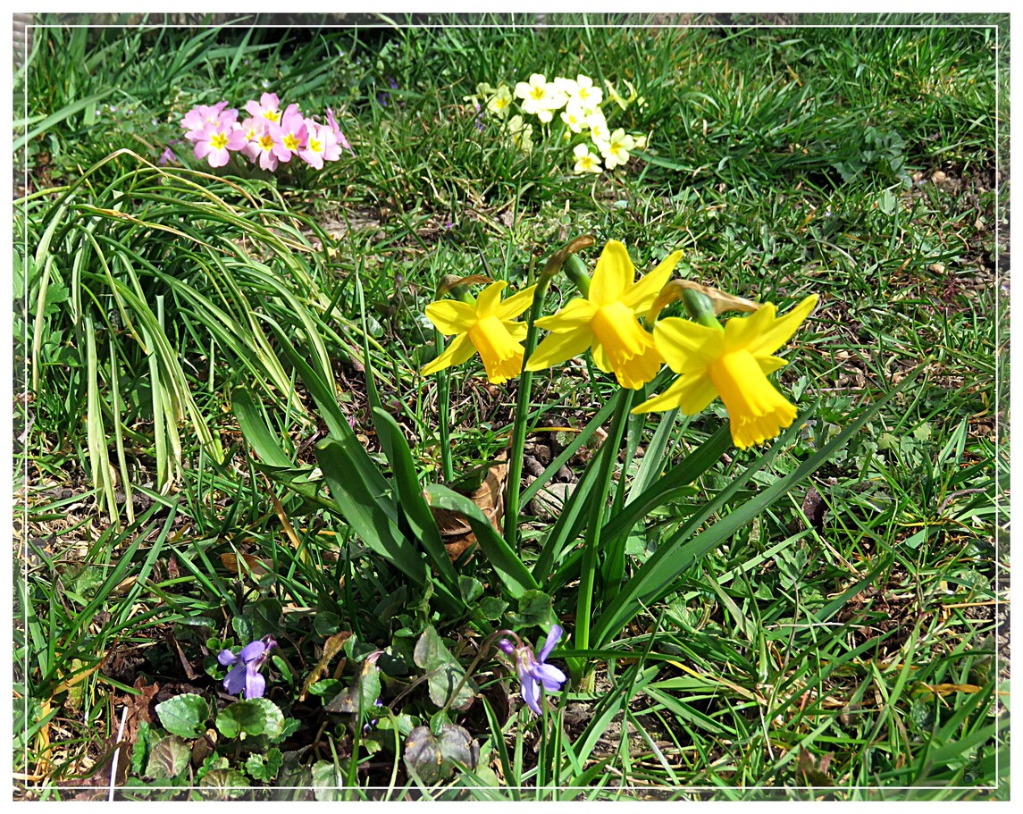 UN PRINTEMPS BIEN FLEURI No1 A SUIVRE