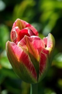 Tulipes Red Spring Green4