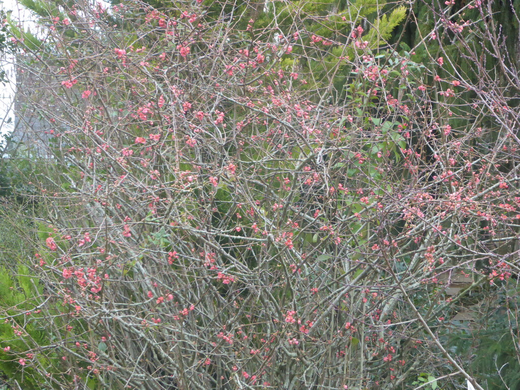 Les fleurs ou promesses du jardin!