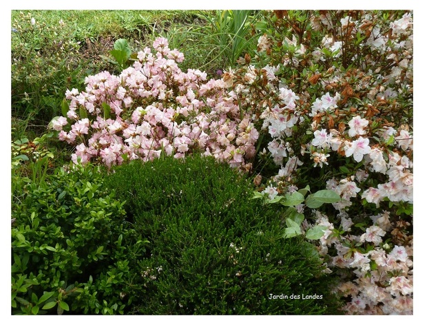 Mai au jardin des Landes.