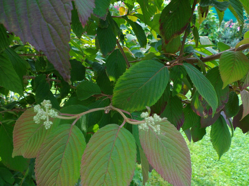 un petit tour au jardin 