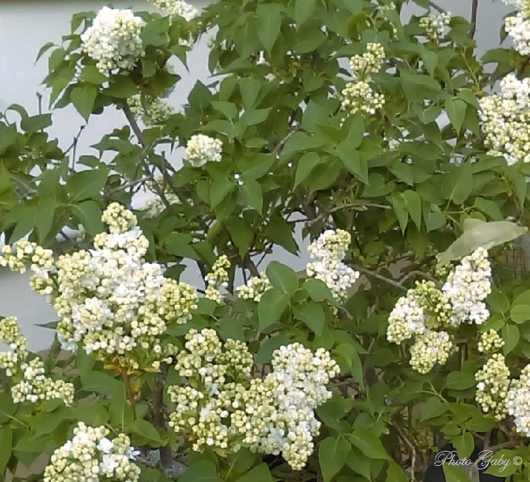 Un peu du jardin de Gaby