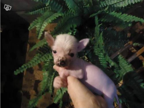 Croisés | Maman et ses bébés chihuahua hairless