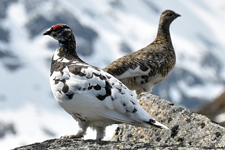 L'État autorise la chasse de deux espèces d'oiseaux menacées