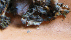 [Controverse]Les lichens poussent, en quinze jours j'ai vu des évolutions flagrantes.