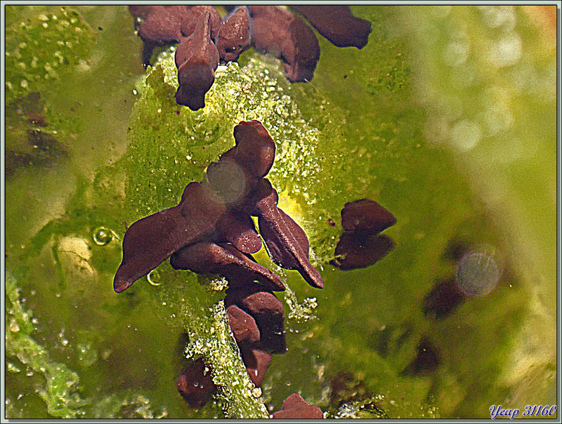 Petit à petit, des dizaines de crapauds communs, dont d'énormes femelles, ont remplacé les grenouilles rousses - Lartigau - Milhas - 31