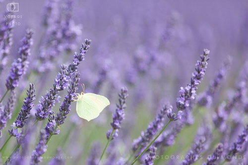 La Provence