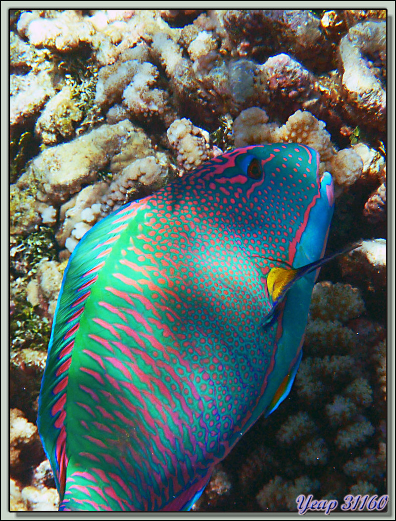 Plongée bouteille Passe Tumakohua : Poisson-perroquet bicolore - Atoll de Fakarava - Polynésie française