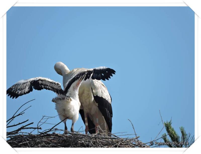 Retour sur le domaine des oiseaux au Teich - 1/10