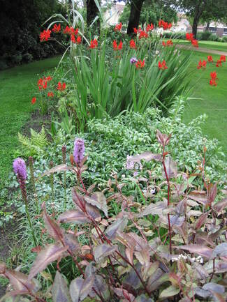 Polygonium Red Dragon