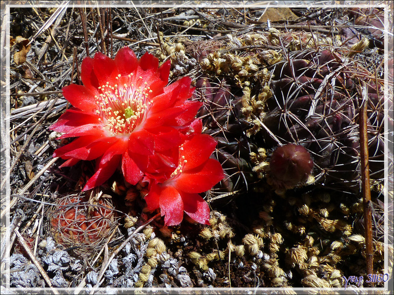 Un petit aperçu sur la maigre végétation locale : cactus et sa très belle fleur - Pisac - Pérou