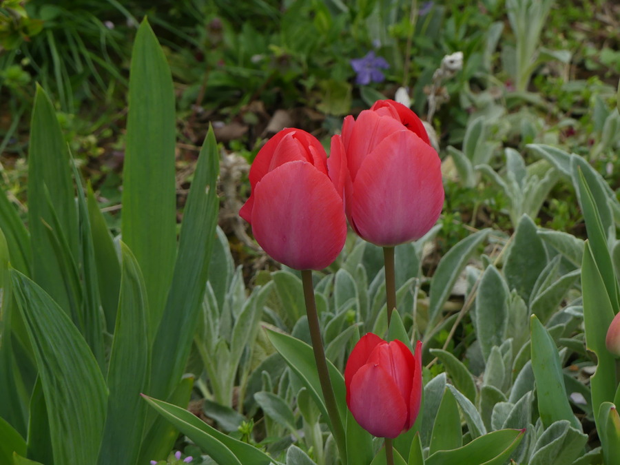 DERNIERE  NEIGE  ET  PETITES  FLEURS  PRINTANIERES 