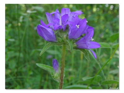 Campanule agglomérée