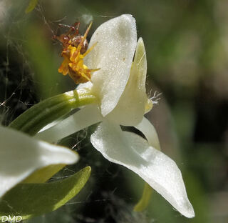 Platanthera chlorantha  -  orchis verdâtre