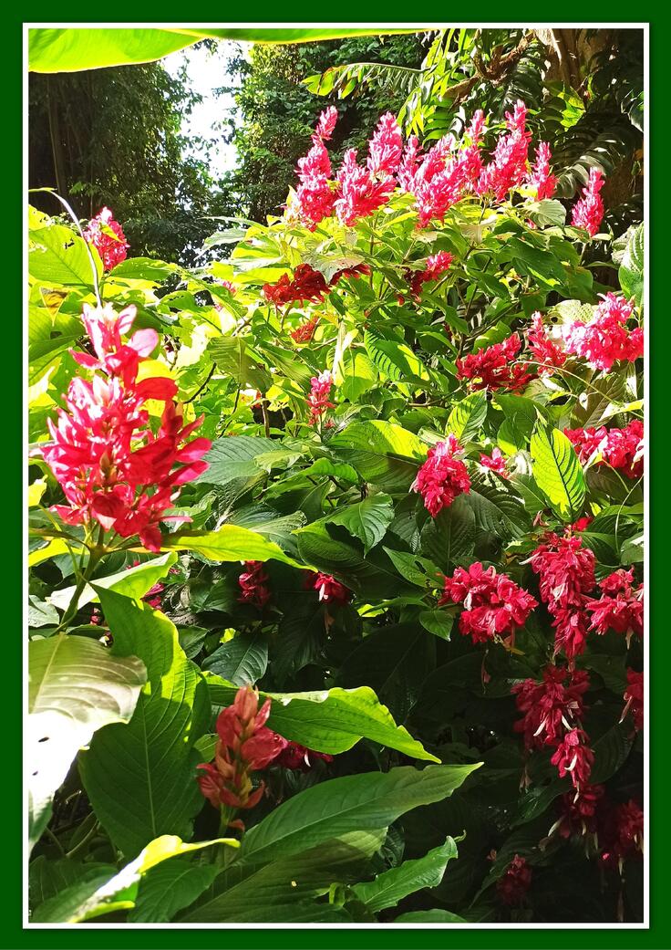 Guadeloupe - Ile de Basse-Terre : Jardin botanique de Deshaies