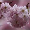 Cerisier du Japon