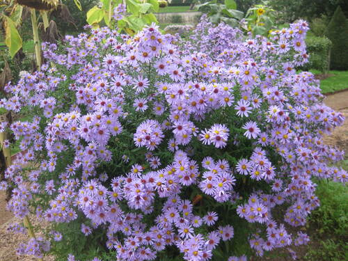 Les fleurs du samedi demandées par Jean Pierre