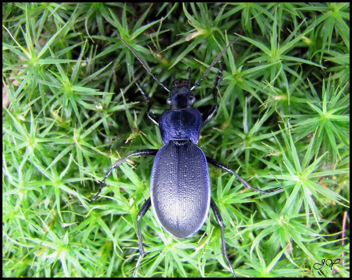 Carabus problematicus. 